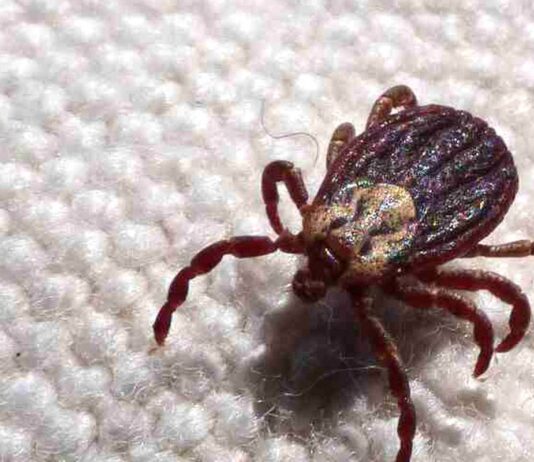 Febre maculosa causa mais duas mortes no interior de São Paulo