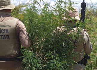 PM Erradica 23 Mil Pés De Maconha Em área Rural Da Bahia
