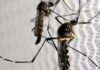 Aedes aegypti: quase metade dos municípios está em alerta ou risco