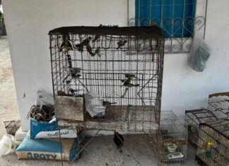 MP-BA Denuncia Integrantes De Rede Que Domina Tráfico De Animais Silvestres No Brasil