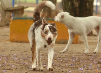 ProPatinhas: 10 mil cães e gatos do DF vão receber microchips