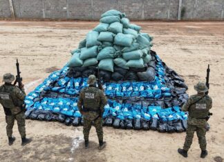 PM Apreende 400 Mil Pés De Maconha Em área Rural De Xique-Xique