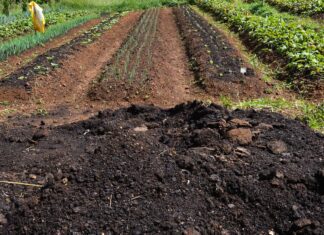 CMN amplia socorro a produtores afetados pelo clima
