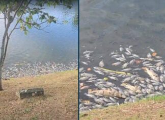 VÍDEO: Peixes Mortos São Encontrados No Dique Do Tororó E Inema Inicia Apuração