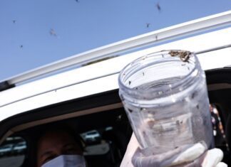 Saúde libera mosquitos estéreis para frear reprodução do Aedes