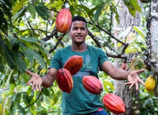 Lula Sanciona Lei Que Reconhece Ilhéus Na Rota Do Cacau