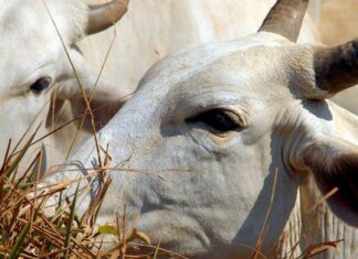 Bois exportados vivos: ONGs denunciam precariedade e riscos ambientais