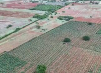VÍDEO:Três Hectares De Plantação De Maconha São Erradicados Na Bahia