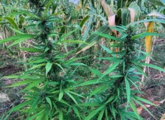 Polícia Militar Destrói Cerca De 22 Mil Pés De Maconha Em Operação No Norte Da Bahia