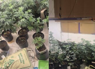 Policiais Da Deam Prendem Homem Por Porte E Cultivo De Maconha Na Lapinha