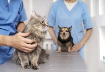 Salvador Inicia Vacinação Antirrábica De Cães E Gatos Em Quatro Bairros