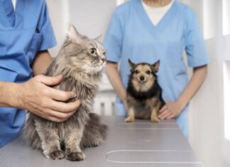 Vacinação Antirrábica Supera Meta E Alcança Mais De 100% Em Salvador