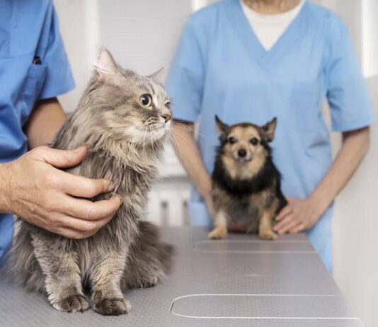 Salvador Inicia Vacinação Antirrábica De Cães E Gatos Em Quatro Bairros