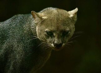 Zoo Noturno Abre Programação De Férias No Parque Zoobotânico De Salvador