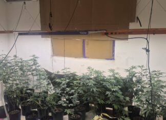 Estufa De Maconha é Descoberta Em Casa Na Lapinha E Morador é Preso