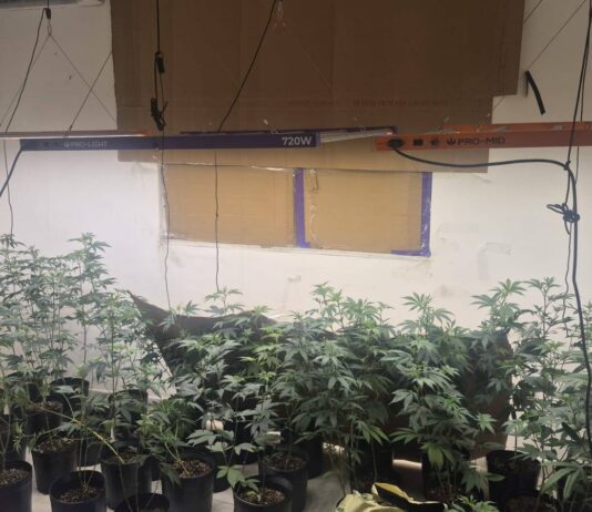 Estufa De Maconha é Descoberta Em Casa Na Lapinha E Morador é Preso