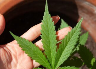 Anvisa discute nesta quarta regras para a produção de cannabis no país