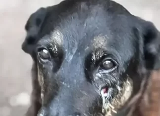 Adolescentes Suspeitos De Espancar Cão Orelha Retornam Ao Brasil