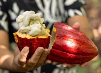 Bahia Suspende Importação De Cacau Estrangeiro; Entenda O Motivo