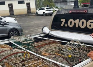 Polícia Militar Resgata Aves Silvestres E Prende Suspeito Em Dias D’Ávila