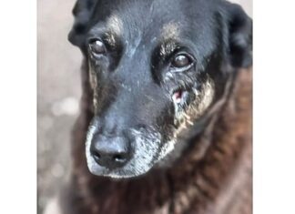 Hospital veterinário municipal passa a funcionar 24 horas em São Paulo