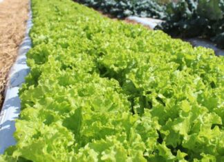 Embrapa inaugura Unidade Mista de Pesquisa e Inovação em Mato Grosso