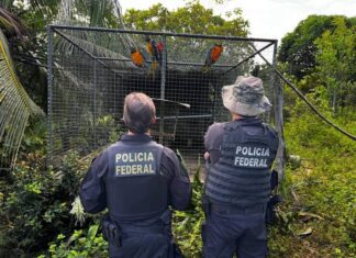 PF Realiza Prisões E Buscas Na Bahia E Em Mais Quatro Estados Em Operação Contra Tráfico De Animais