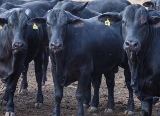 CMN reduz juros de financiamentos a cooperativas rurais pelo Pronaf