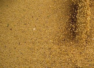 Agro cresce 11,7%, impulsiona PIB e ganha participação na economia