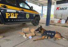 PRF Apreende Mais De 1 Kg De Maconha E Mercadorias Sem Nota Fiscal Em ônibus Na Bahia