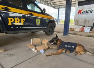 PRF Apreende Mais De 1 Kg De Maconha E Mercadorias Sem Nota Fiscal Em ônibus Na Bahia