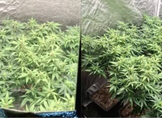 PM Encontra Estufas Com 40 Pés De Maconha Dentro De Apartamento Em Salvador