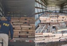 PRF Apreende 9 Toneladas De Peixe Transportadas Sem Refrigeração E Em Condições Precárias