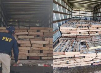 PRF Apreende 9 Toneladas De Peixe Transportadas Sem Refrigeração E Em Condições Precárias