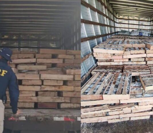 PRF Apreende 9 Toneladas De Peixe Transportadas Sem Refrigeração E Em Condições Precárias