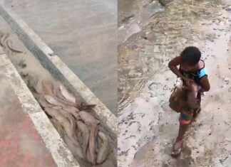 Chuva Forte Faz “surgir” Peixes Nas Ruas De Ipiaú E Surpreende Moradores