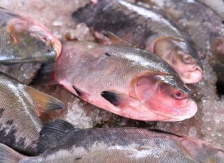 Projeto Vai Distribuir Mais De 15 Toneladas De Peixe Para Famílias Em Situação De Vulnerabilidade
