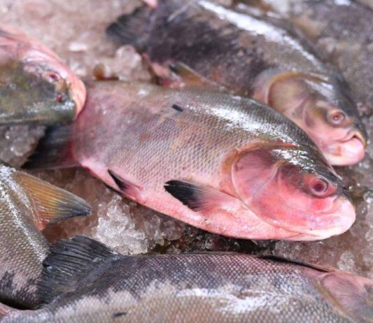 Projeto Vai Distribuir Mais De 15 Toneladas De Peixe Para Famílias Em Situação De Vulnerabilidade