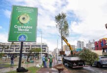 Salvador Ganha Reconhecimento Internacional E Se Torna Referência Em Arborização