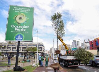 Salvador Ganha Reconhecimento Internacional E Se Torna Referência Em Arborização
