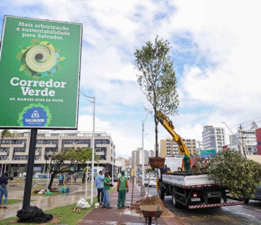 Salvador Ganha Reconhecimento Internacional E Se Torna Referência Em Arborização