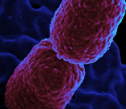 Hospital em Campinas restringe atendimento para conter superbactéria