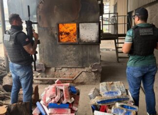 Operação Nexus: Polícia Civil Incinera Quase Duas Toneladas De Maconha No Norte Da Bahia