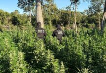 Operação Integrada Destrói Plantio Com 50 Mil Pés De Maconha No Oeste
