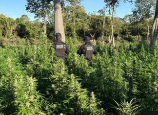 Operação Integrada Destrói Plantio Com 50 Mil Pés De Maconha No Oeste