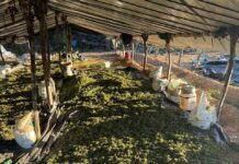 Forças De Segurança Incineram 140 Mil Pés De Maconha No Interior