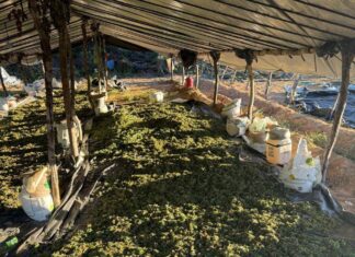Forças De Segurança Incineram 140 Mil Pés De Maconha No Interior