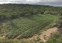 Operação Erradica 125 Mil Pés De Maconha No Norte Da Bahia