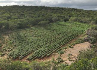 Operação Erradica 125 Mil Pés De Maconha No Norte Da Bahia