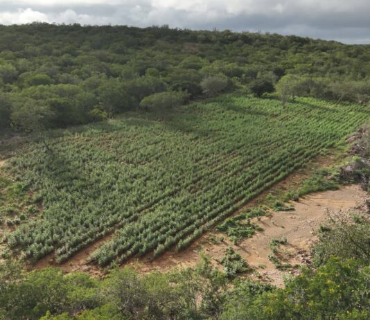 Operação Erradica 125 Mil Pés De Maconha No Norte Da Bahia